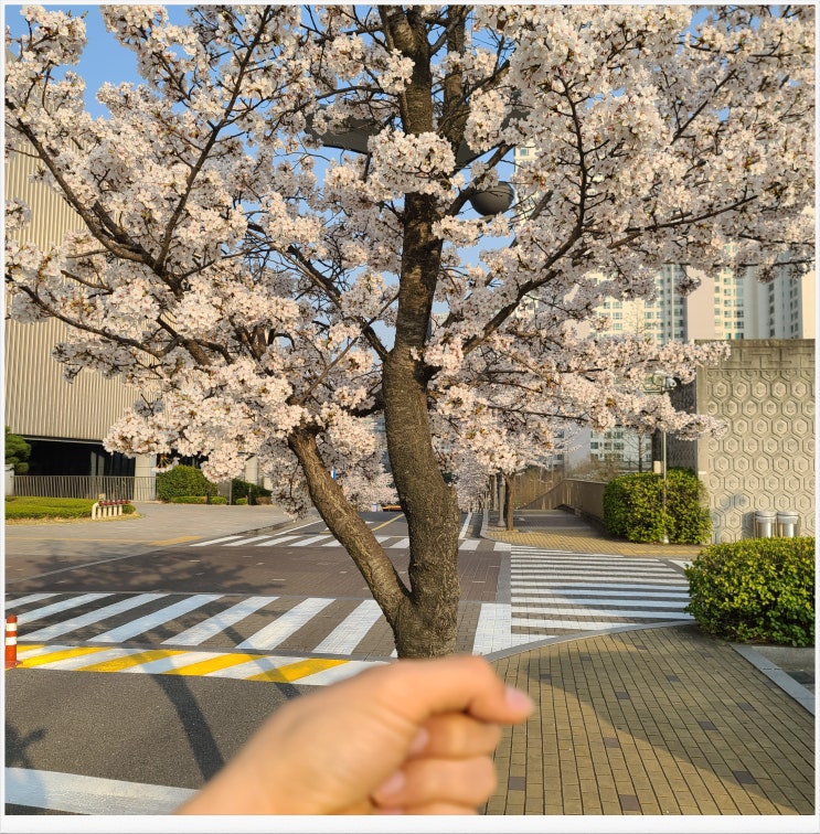 오늘도 열심히 벚꽃 구경 중인 HJ입니다... 오늘도 열심히 벚꽃 구경 중인 HJ입니다...