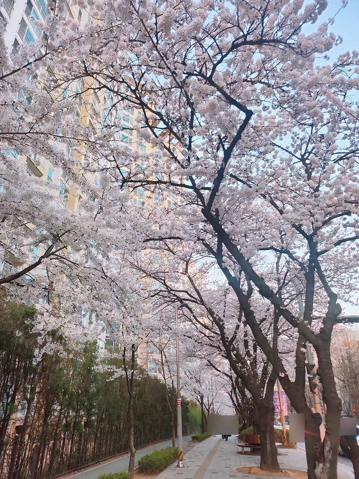 [벚꽃놀이]집 앞 벚꽃길 나들이 데이트 산책 꽃놀이에는 한복이 최고 내돈내산 생활한복 허리치마 관련 사진
