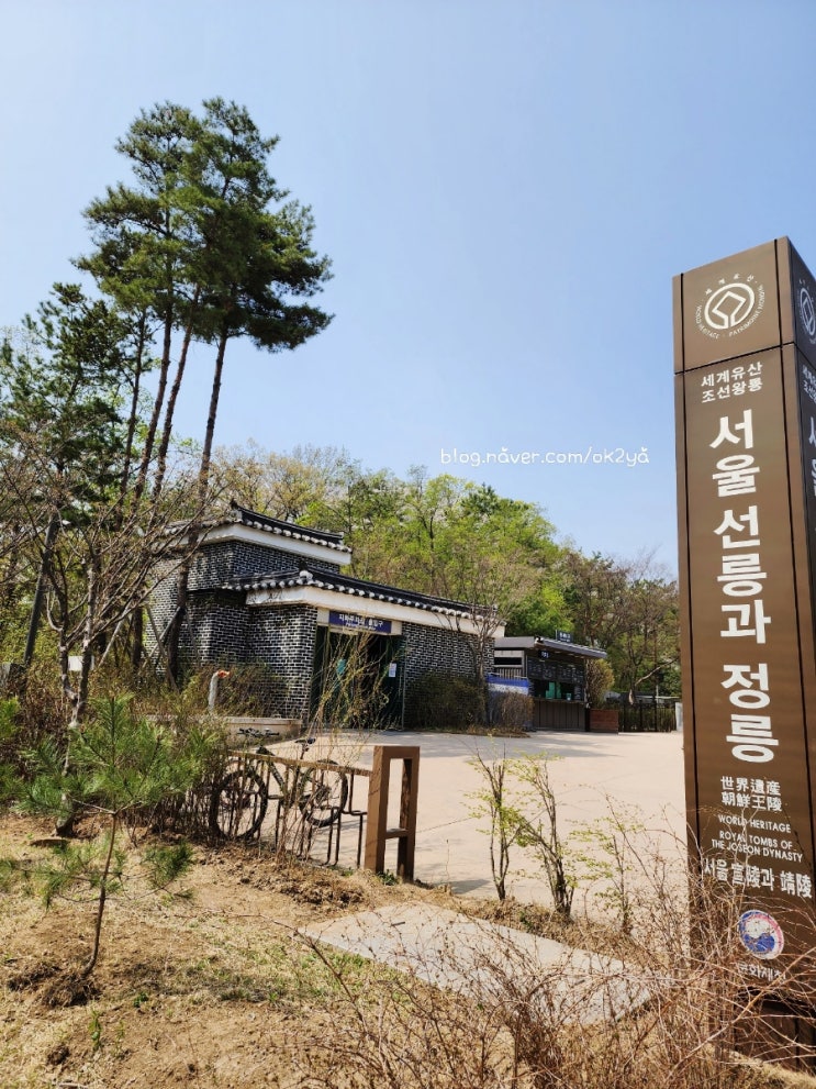 선정릉 벚꽃 선정릉 벚꽃