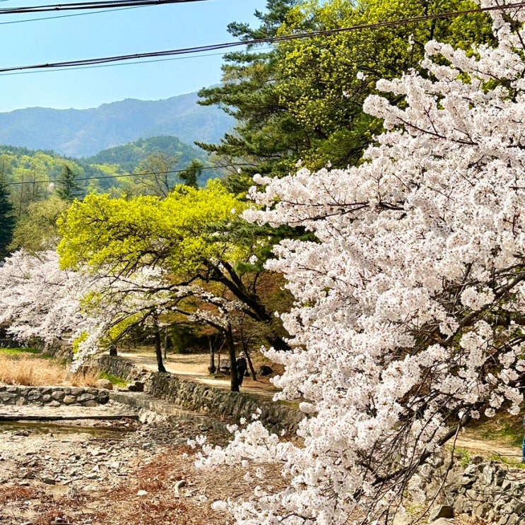  금오산벚꽃축제 구미 금오천 벚꽃페스티벌 (주차/개화상황)