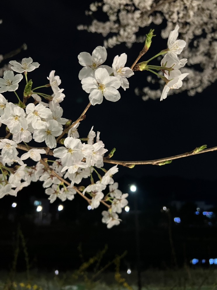 의정부 벚꽃명소 호원동 벚꽃길 낮에도 밤에도 최고의 힐링장소 입니다.