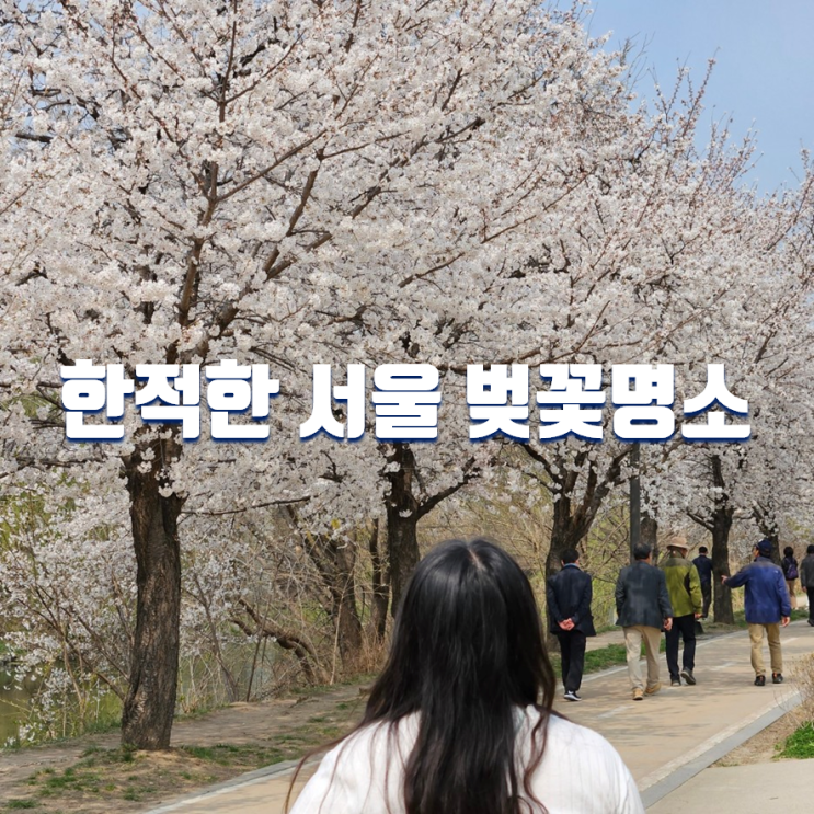 서울 숨은 벚꽃 명소 청계천 하동매실거리 가는법, 볼거리