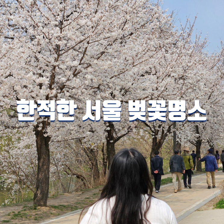  서울 숨은 벚꽃 명소 청계천 하동매실거리 가는법, 볼거리