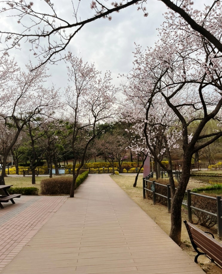  용산 벚꽃 명소, 용산가족공원에서 연못따라 걸으며 벚꽃 구경했어요~