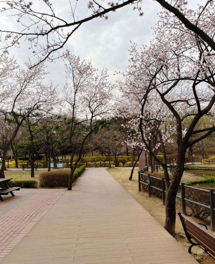 용산 벚꽃 명소, 용산가족공원에서 연못따라 걸으며 벚꽃 구경했어요~