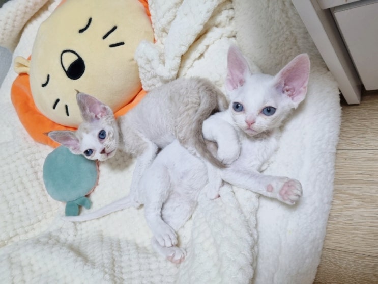  데본 렉스 특징은? 털 안 빠지는 고양이 품종 역사와 성격 수명