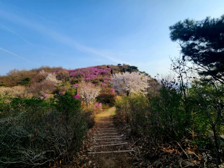 창원 등산 비음산 진달래 용추계곡 11교 트레킹