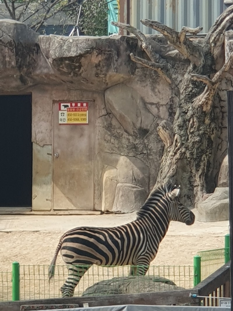 푸른 초원을 달리고 싶다. 끝없이 - 얼룩말 \, image size:800x1067