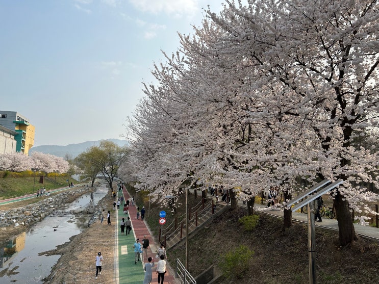  서울 양재천 벚꽃축제, 양재 매헌 시민의숲, 벚꽃 개화 만개 현황, 주차장 정보