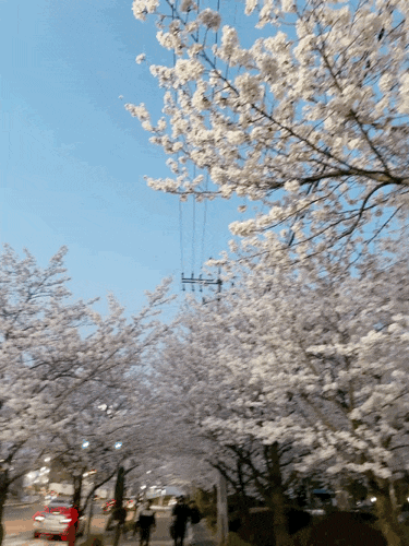  아산 신정호 벚꽃 구경