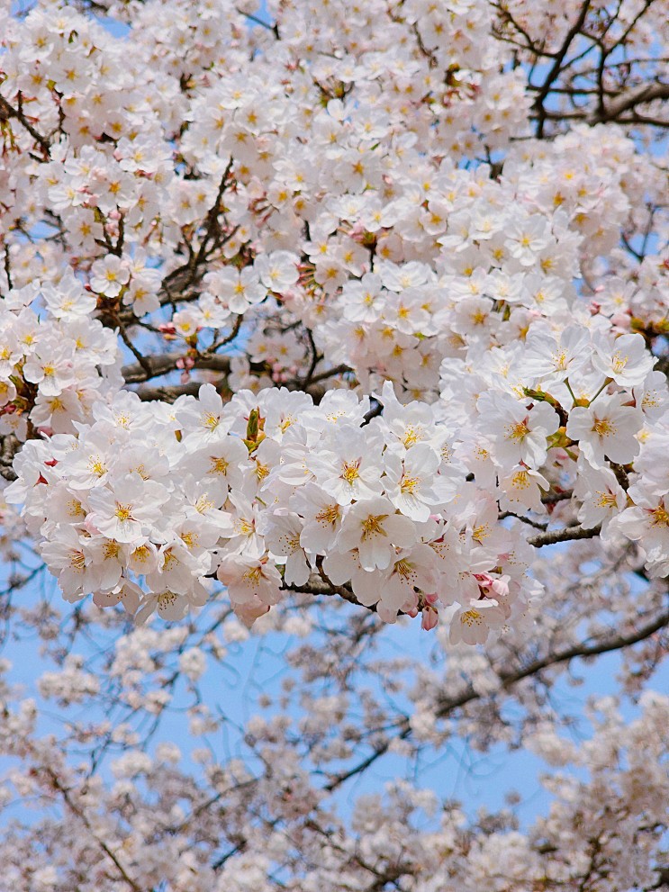 봄꽃 구경 주말 나들이하기 좋은 곳 일산 호수공원 벚꽃 명소