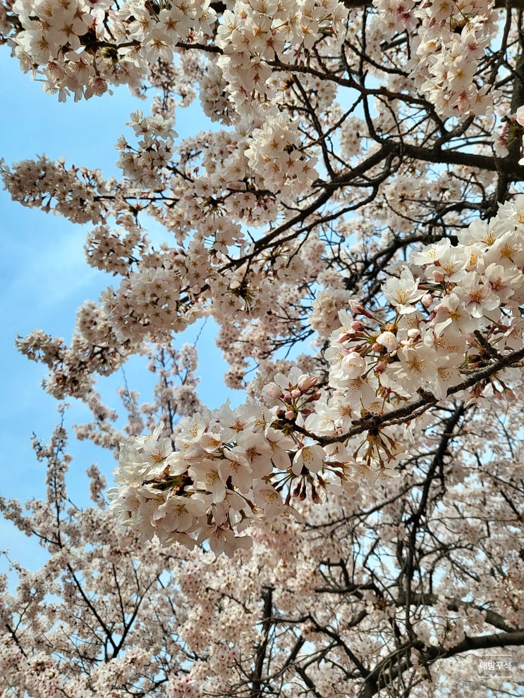  진해 군항제 경화역 여좌천로망스다리 여행