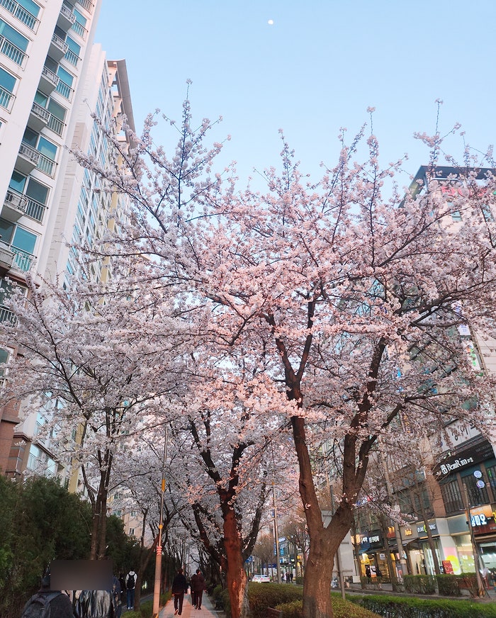 [벚꽃놀이]집 앞 벚꽃길 나들이 데이트 산책 꽃놀이에는 한복이 최고 내돈내산 생활한복 허리치마