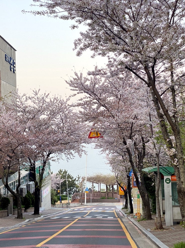  부산 벚꽃 명소) 일몰명소 아미산 노을 마루길/벚꽃드라이브 황령산 전망대에서 야경감상하기