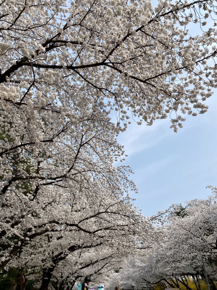  과천 경마공원 벚꽃축제, 서울 근교 데이트