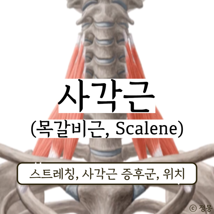 사각근 스트레칭 사각근 증후군 팔저림 증상 치료 위치 (목갈비근, Scalene) 사각근 스트레칭 사각근 증후군 팔저림 증상 치료 위치 (목갈비근, Scalene)