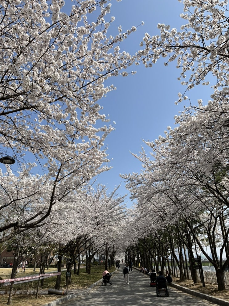 선유도공원 벚꽃(피크닉장소로 추천)