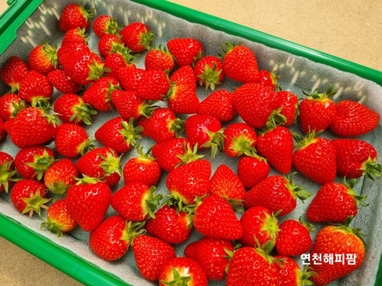  연천 딸기농장 딸기야커피야 청년농부 딸기농장