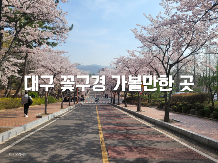  대구 벚꽃구경 가볼만한 곳 (미스터션샤인, 환혼 촬영지 계명대 한학촌)