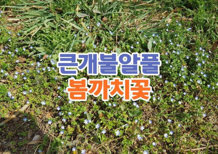  파란색꽃 하늘색꽃 찾는다면 귀여운 큰개불알풀 효능도!