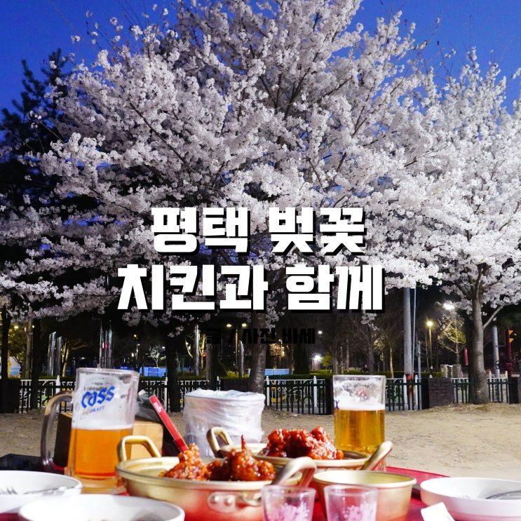  평택 벚꽃 꽃구경, 치맥이랑 함께!