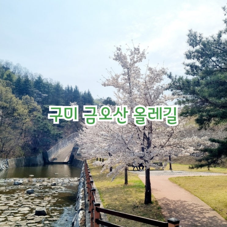  구미가볼만한곳 금오산 올레길 feat 금오산벚꽃