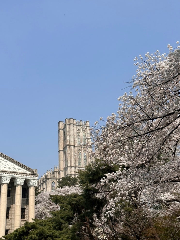  경희대학교 서울캠퍼스 벚꽃 회기역 브런치 딸기베이커리 964커피&너만보여크루아상