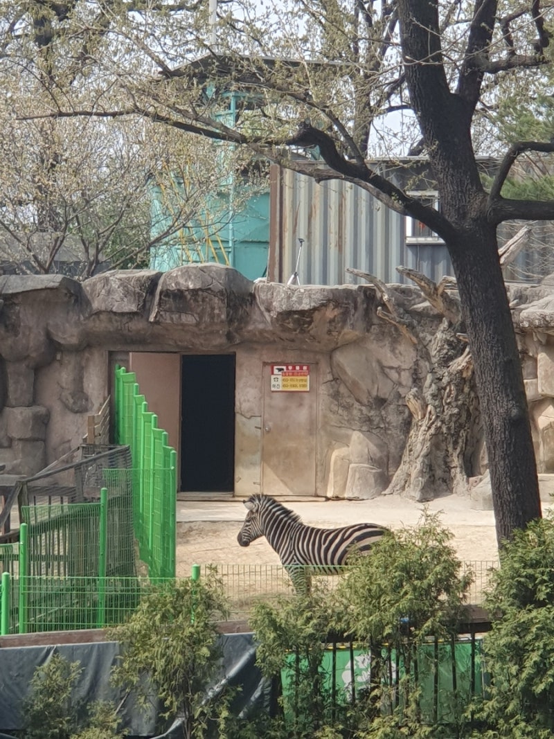 푸른 초원을 달리고 싶다. 끝없이 - 얼룩말 \, image size:800x1067