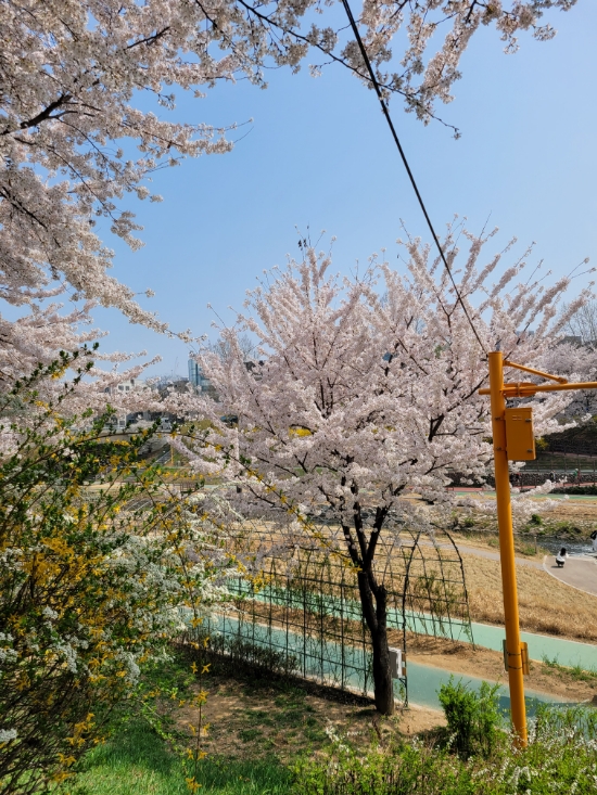 서울 벚꽃명소 양재천 아름다운 봄꽃 천지에서 산책하는 즐거움이란 서울 벚꽃명소 양재천 아름다운 봄꽃 천지에서 산책하는 즐거움이란