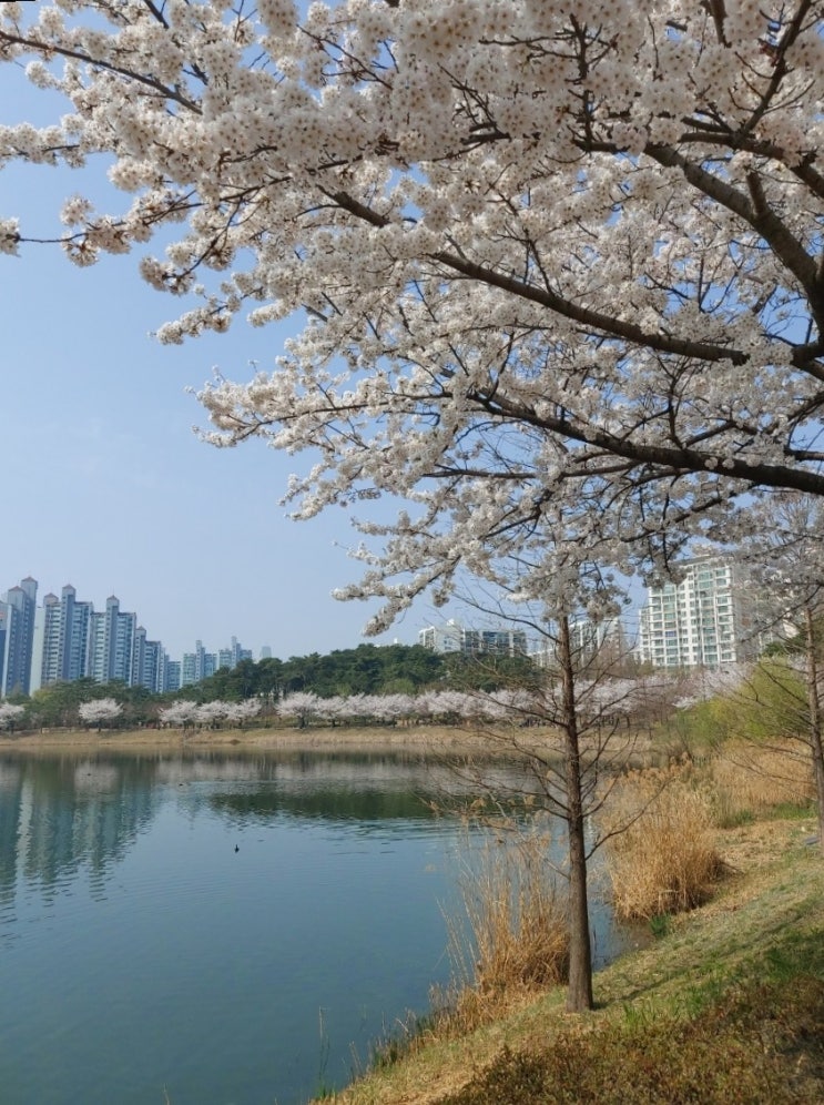  [수원/행궁동] 벚꽃 명소 만석공원, 오믈렛 맛집 에그궁, 커플 와펜 키링 만들기