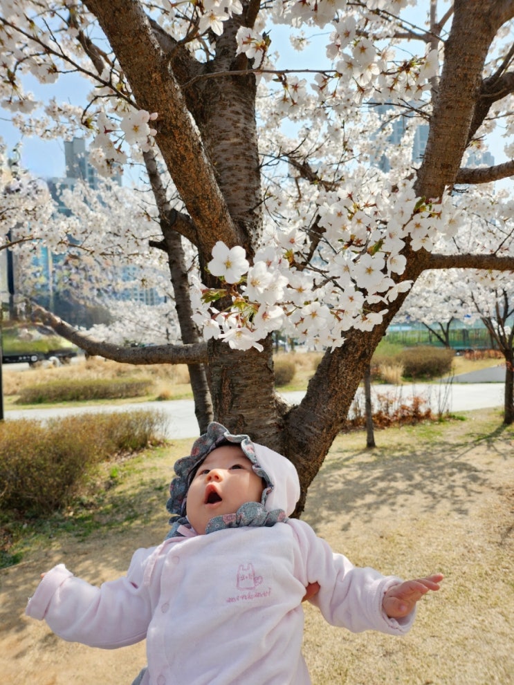  [아이랑갈만한곳] 북서울꿈의숲 벚꽃 만개한 날 나들이 / 드림랜드 김밤 분식집, 북숲 수유실 정보