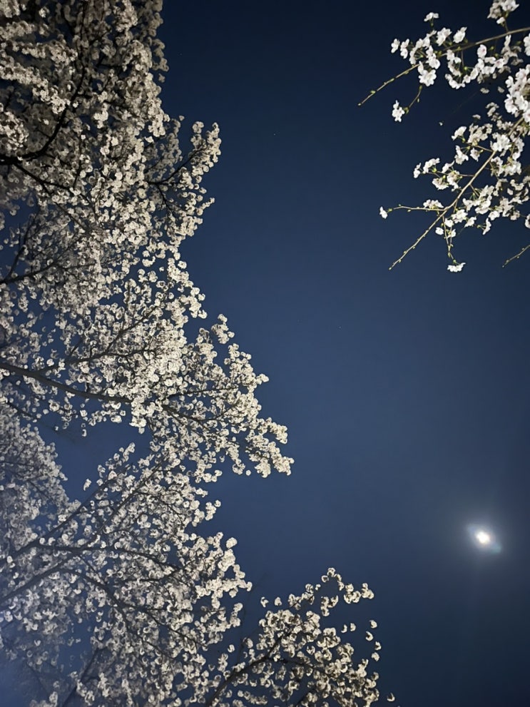 3월 5주 가계부 일기: 벚꽃 구경하며 1분기 끝