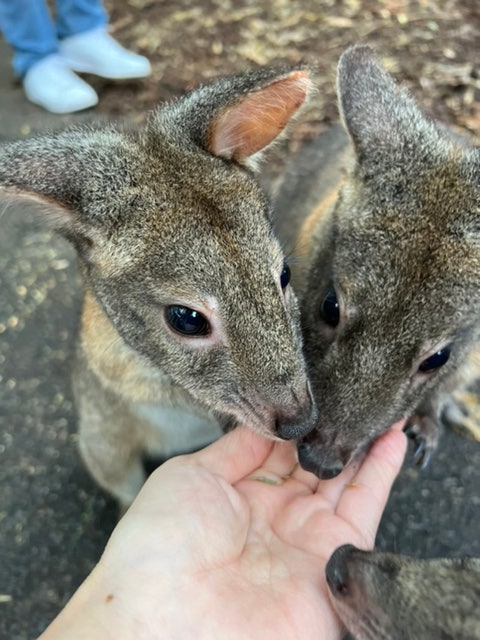  [호주 시드니 동물원] 페더데일 동물원(Featherdale sydney wild life park) :: 캥거루가 너무 좋아서 두 번이나 방문한 매력 터지는 곳