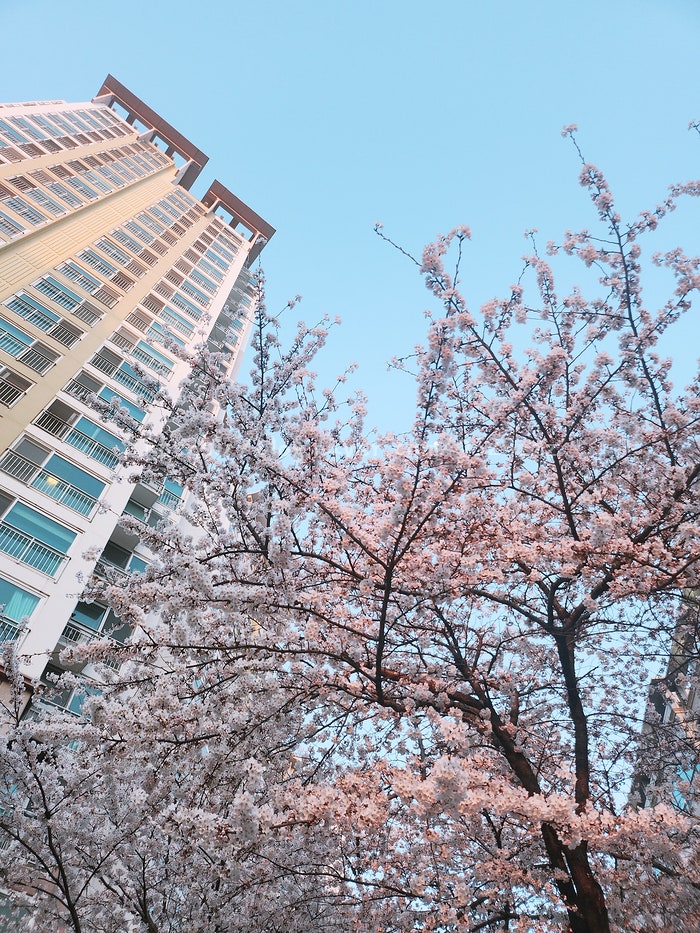 [벚꽃놀이]집 앞 벚꽃길 나들이 데이트 산책 꽃놀이에는 한복이 최고 내돈내산 생활한복 허리치마 관련 사진