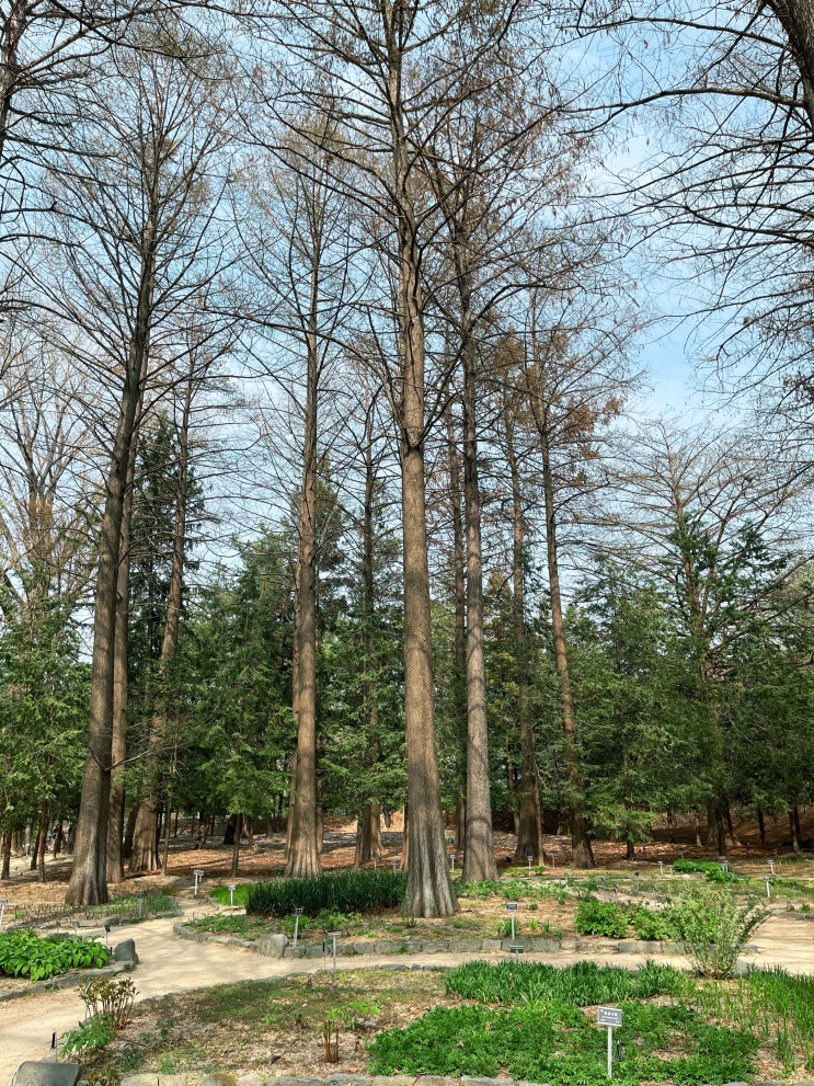  홍릉수목원(시험림) 성북구 봄 데이트 추천!