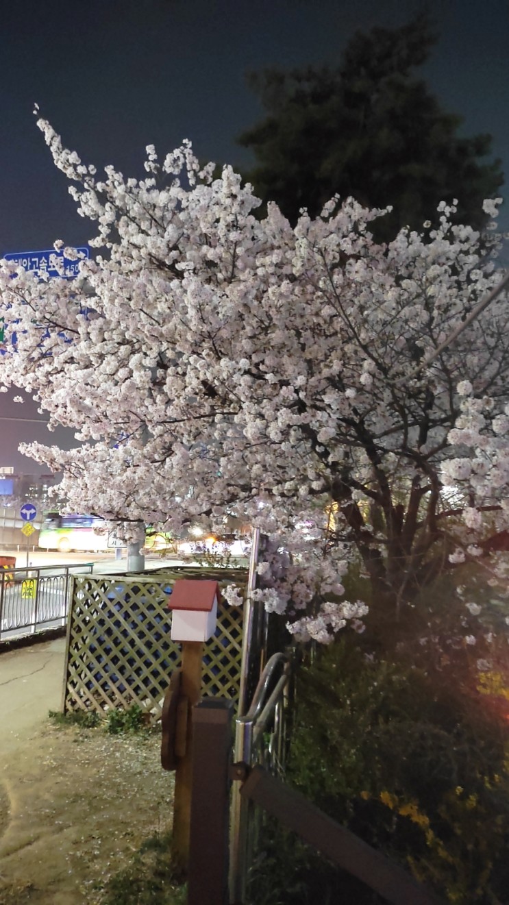 저녁 산책 경기 광명 안양천 벚꽃 벚나무길 야경 가족 아이들 230331