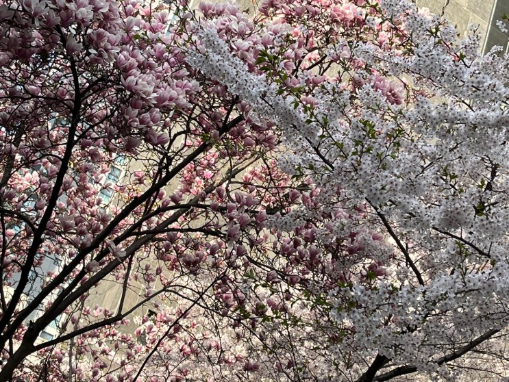 [4월 1일] 만우절과 벚꽃~~