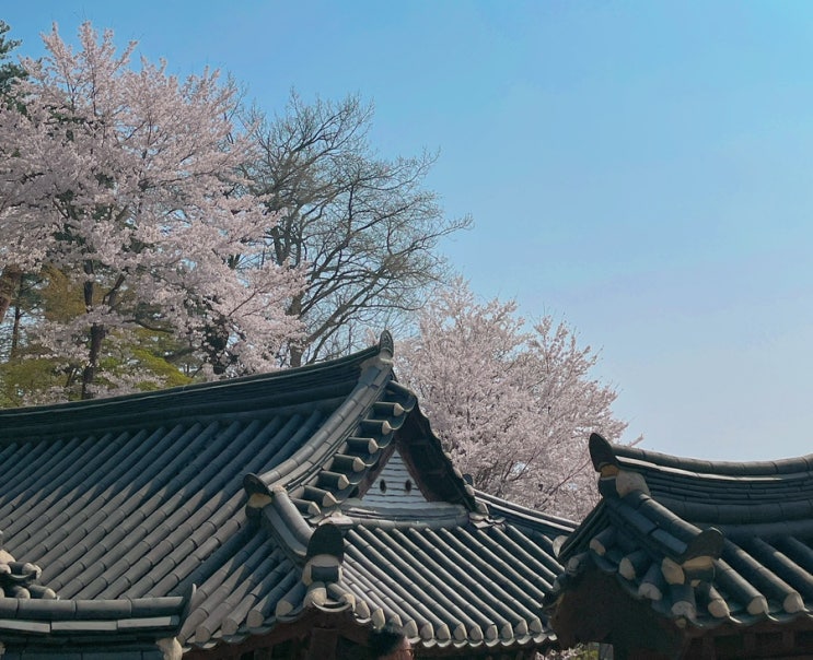  [강릉 여행] 강릉 선교장(+문화해설 예약팁, 인생샷 스팟, 벚꽃맛집)