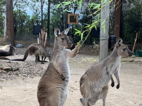 [호주 시드니 동물원] 와일드 라이프 동물원(Wildlife Sydney Zoo) :: 지나고 보니 생각보다 별로였던 곳