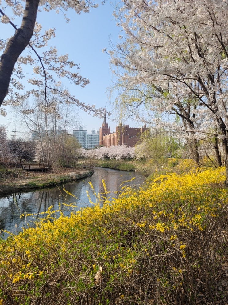 수원 벚꽃 명소 |  서호공원, 황구지천 벚꽃놀이