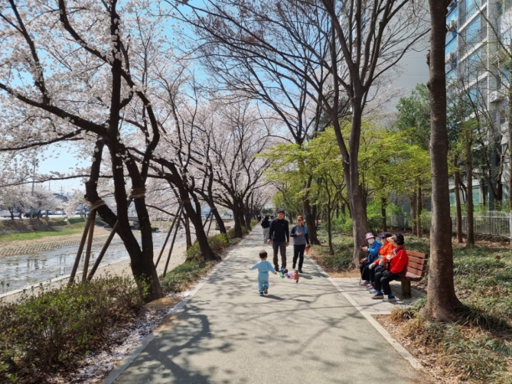 하남 벚꽃놀이 산곡천 뚝방길 벚꽃축제 즐기고 왔어요 하남 벚꽃놀이 산곡천 뚝방길 벚꽃축제 즐기고 왔어요