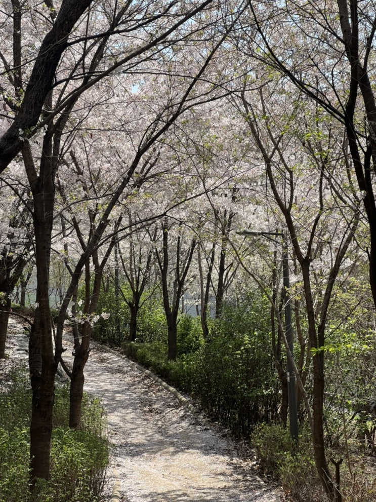  용마산 벚꽃 등산 I 걷기 좋은 중랑