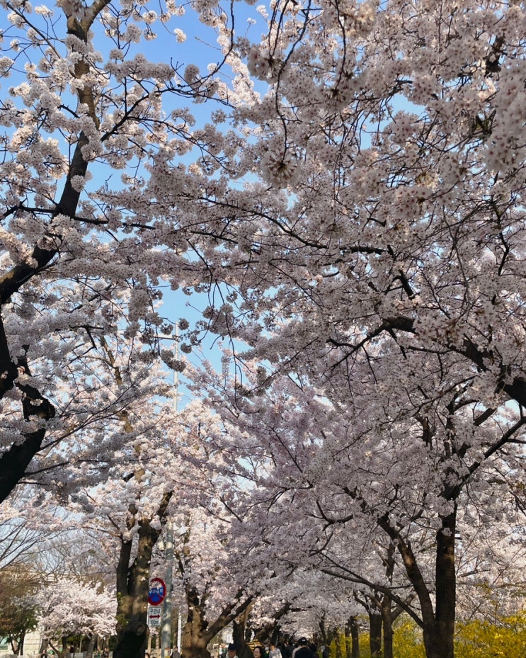  영등포 여의도 봄꽃 축제, 윤중로 길 벚꽃