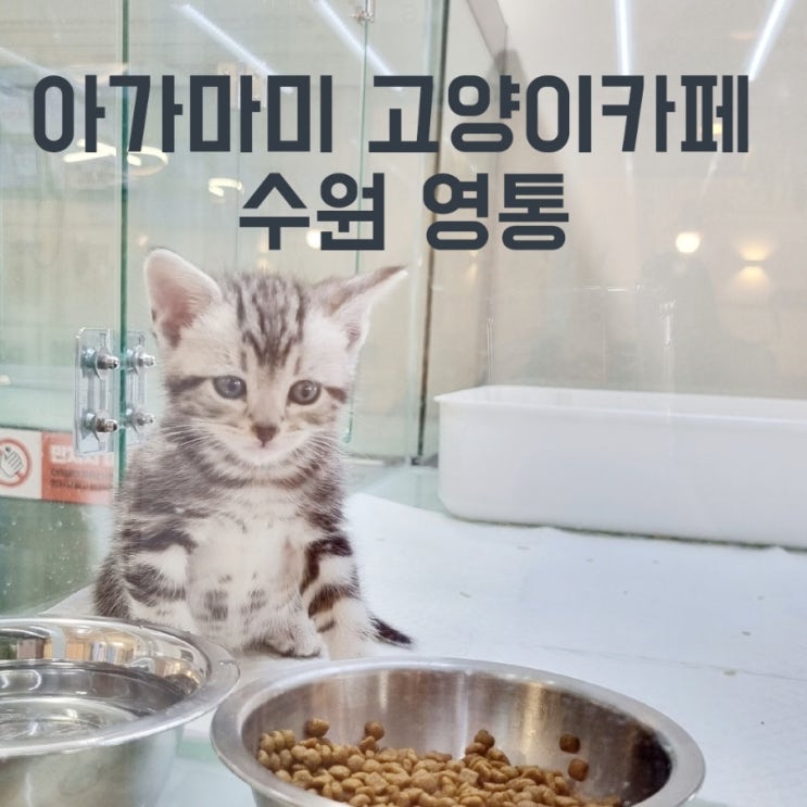  수원 고양이 카페 아가마미고양이카페