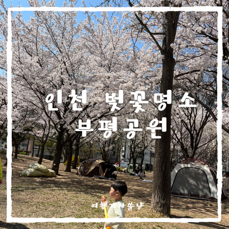  인천 벚꽃 명소 부평공원 주차장 텐트존 놀이터 꽃구경하고 피크닉 캠핑 즐기기