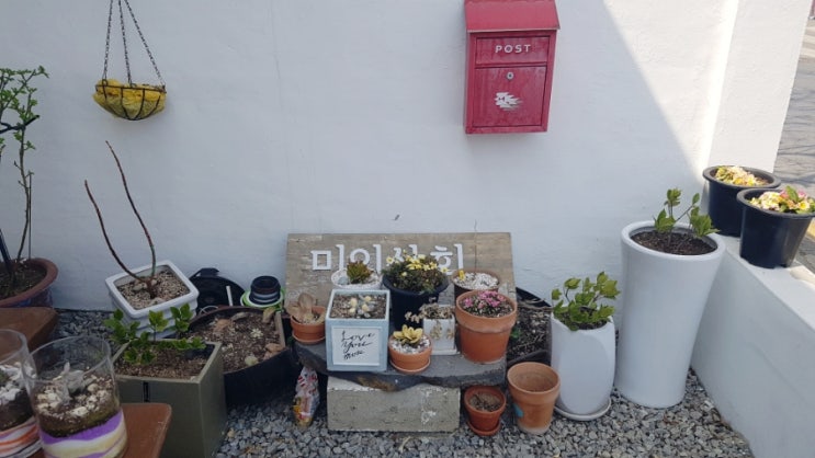  당진 벚꽃 가볼만한곳: 삼선산수목원, 당진전통시장, 신성대학교, 면천읍성(초원콩국수, 미인상회)