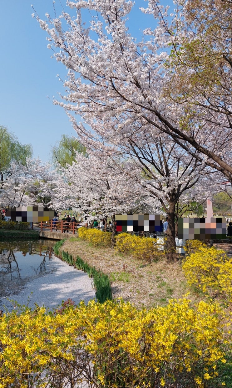 용산 데이트코스: 용산가족공원벚꽃 서울벚꽃나들이 용산가족공원 벚꽃길 용산피크닉 용산 데이트코스: 용산가족공원벚꽃 서울벚꽃나들이 용산가족공원 벚꽃길 용산피크닉