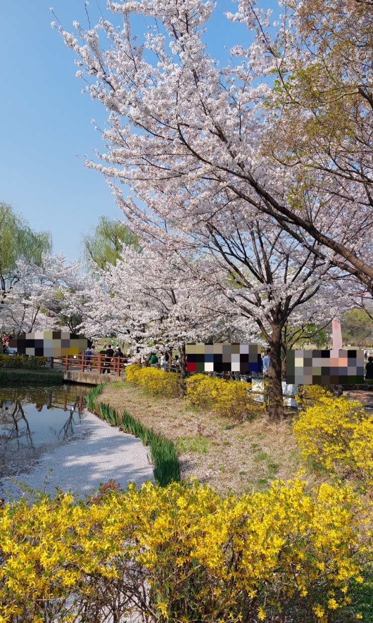 용산 데이트코스: 용산가족공원벚꽃 서울벚꽃나들이 용산가족공원 벚꽃길 용산피크닉