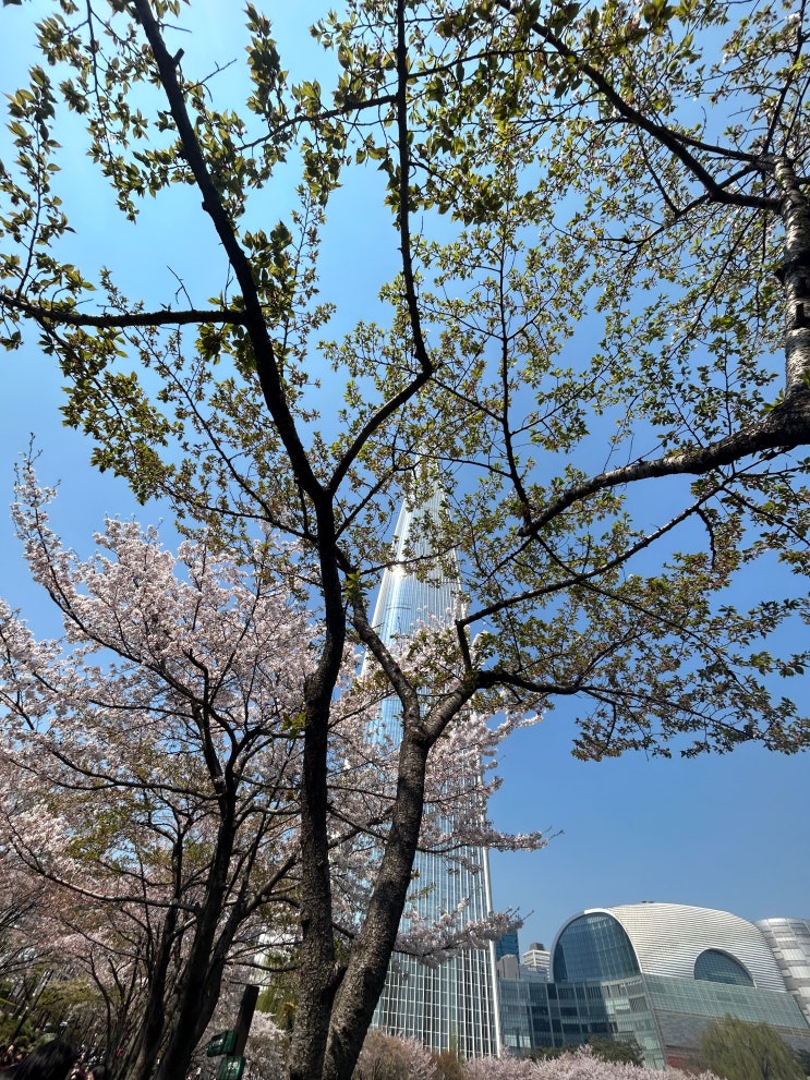  석촌호수 벚꽃 축제 4/2 개화 현상황, 잠실 주차장 정보