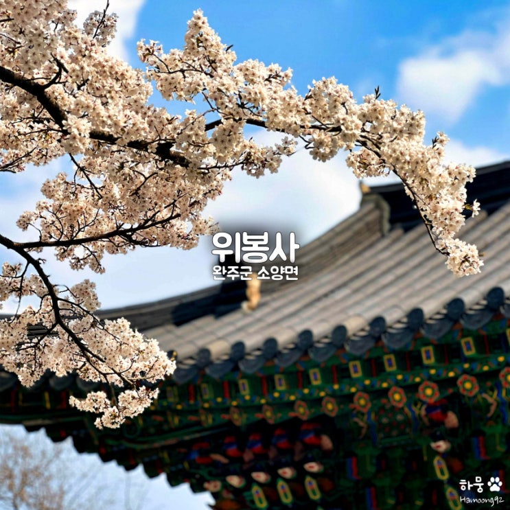  완주 소양 위봉사, 전주근교 벚꽃터널 드라이브